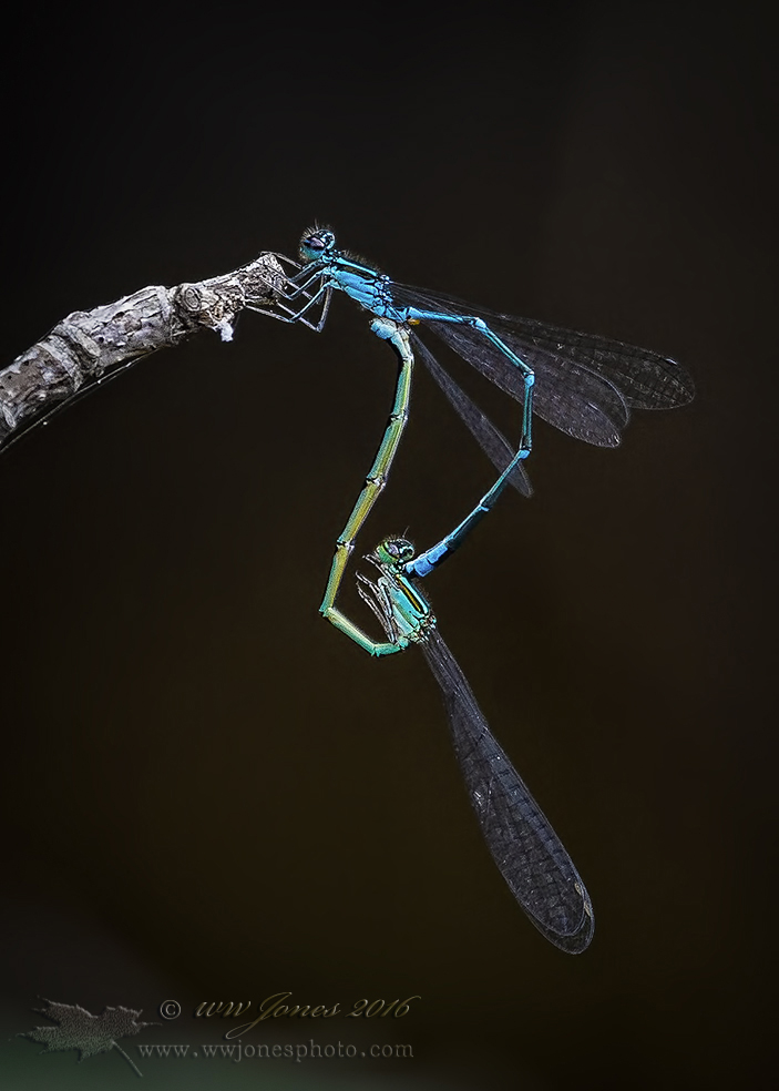 Stream Bluets Mating