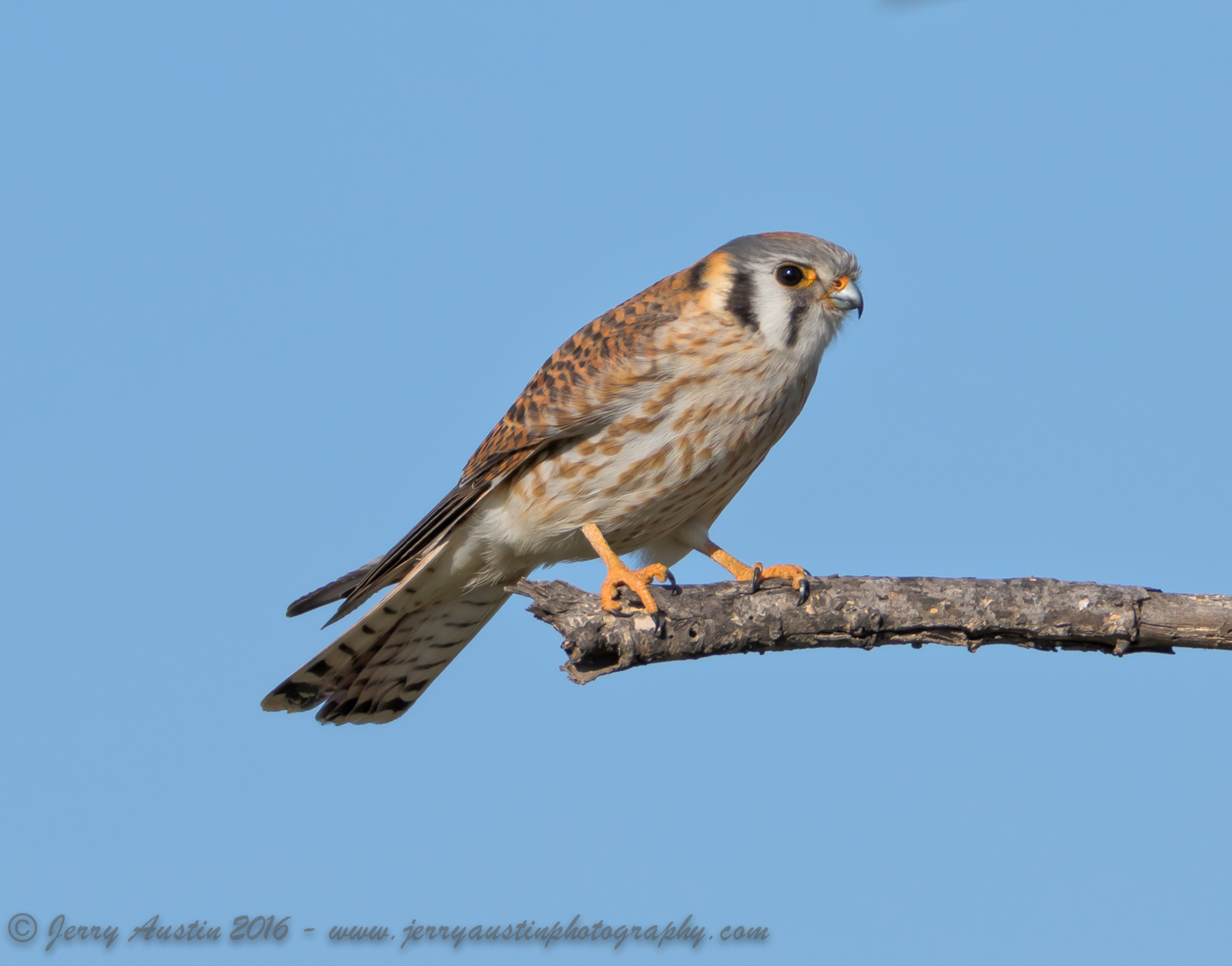 Texas Kestrel 4
