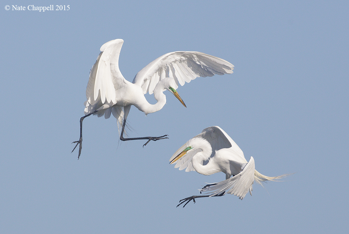 Egrets Kung-fu Fighting