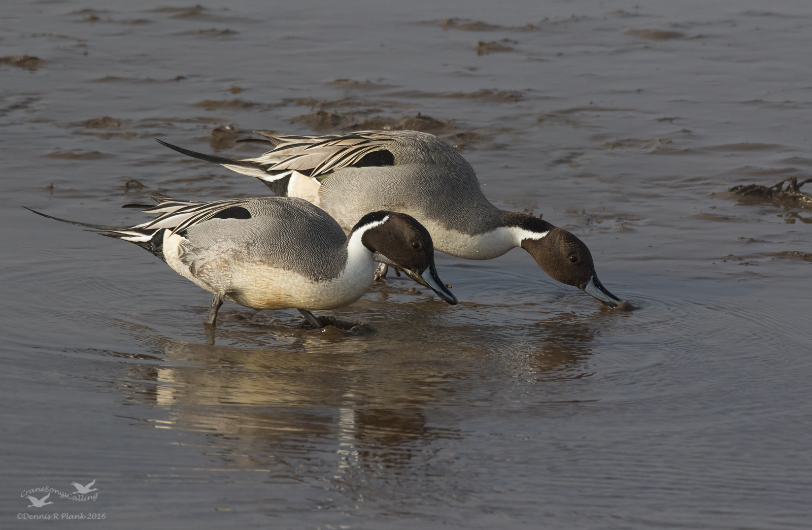 Northern Pintails