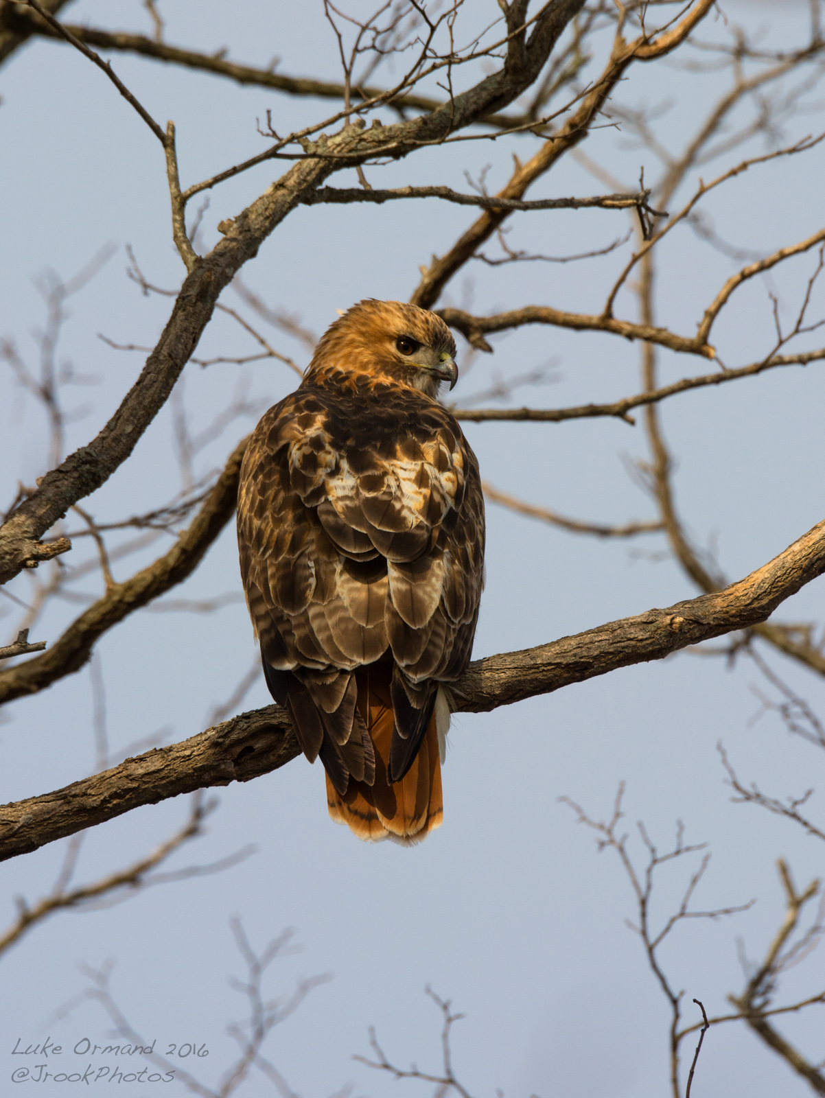 Cooperative Hawk