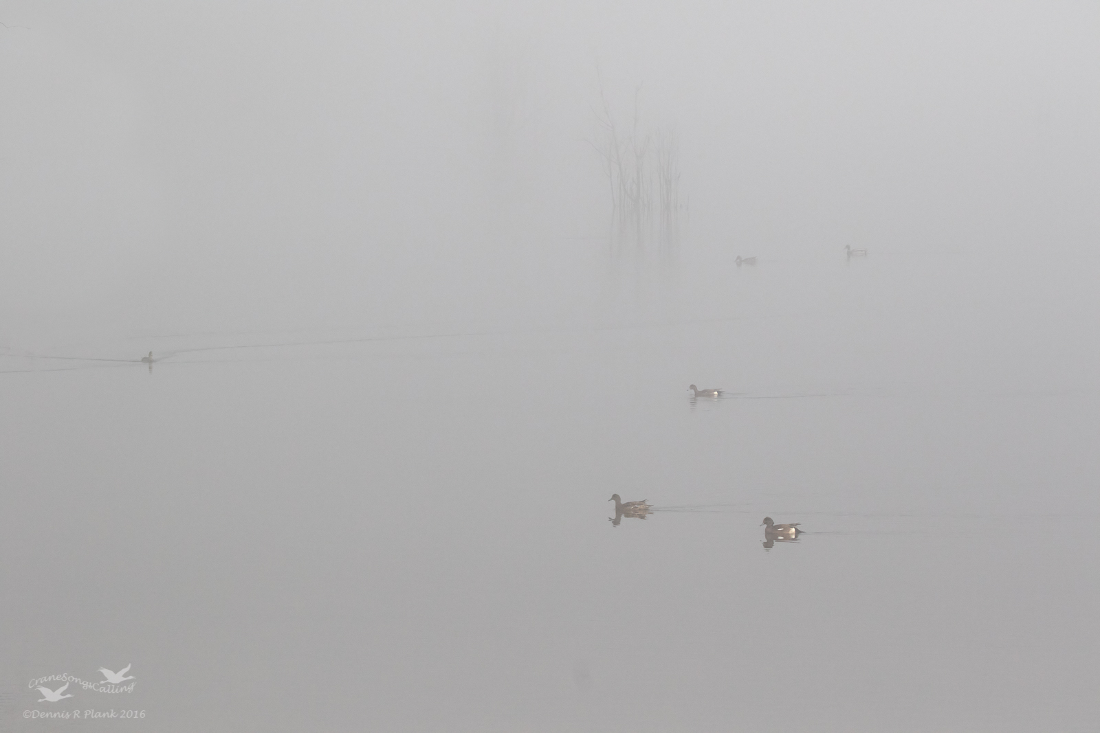 Duckscape