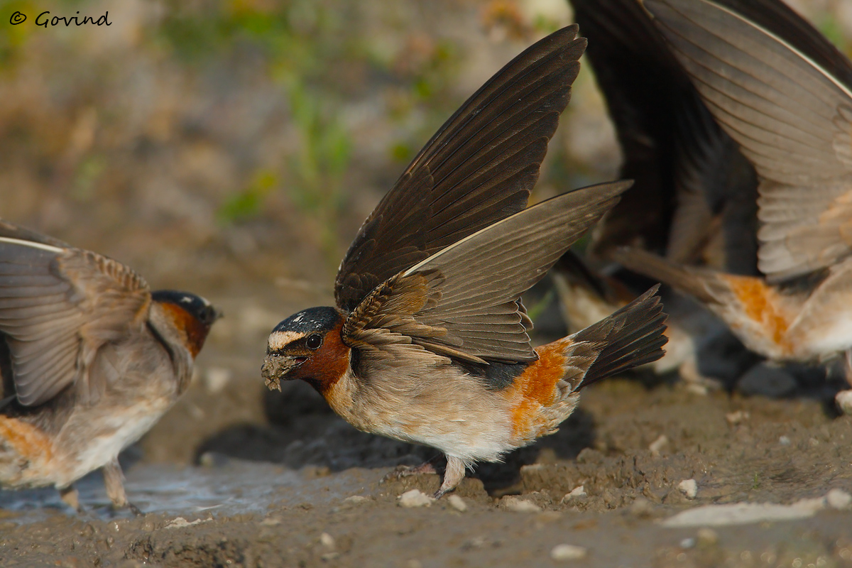 Cliff Swallows