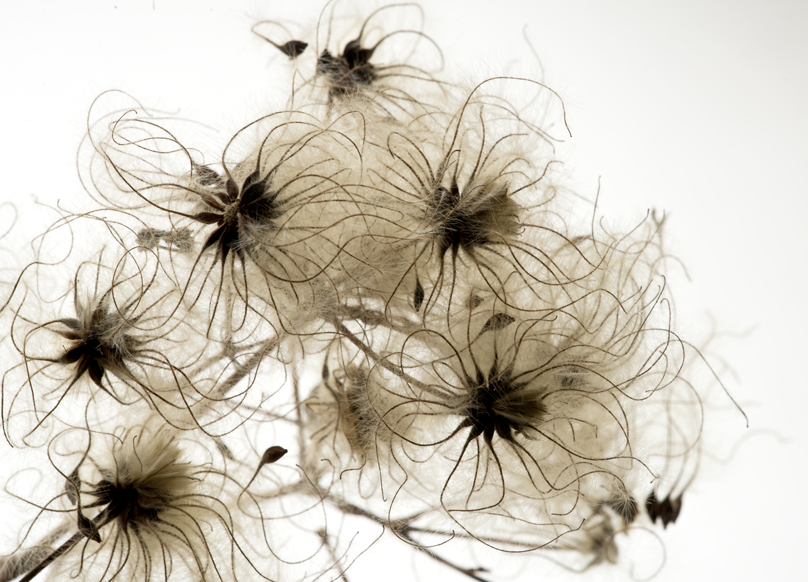 Clematis  Virginiana