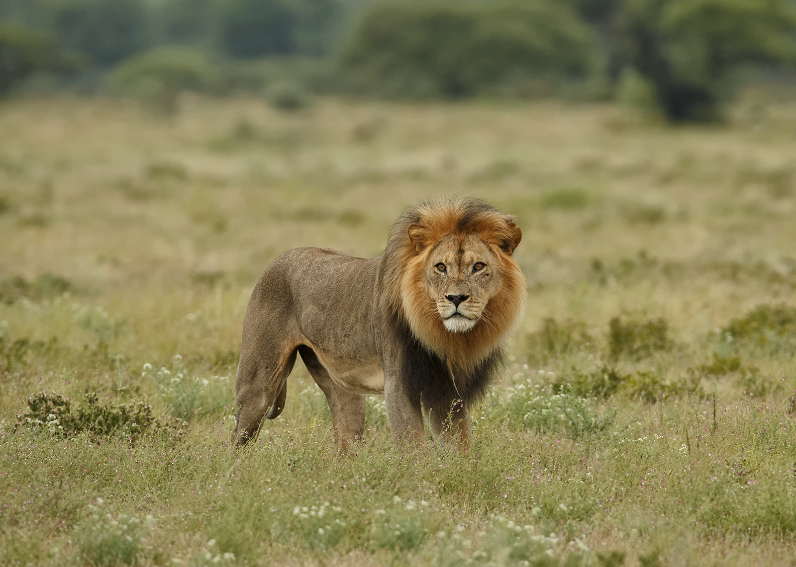 Kalahari Lion
