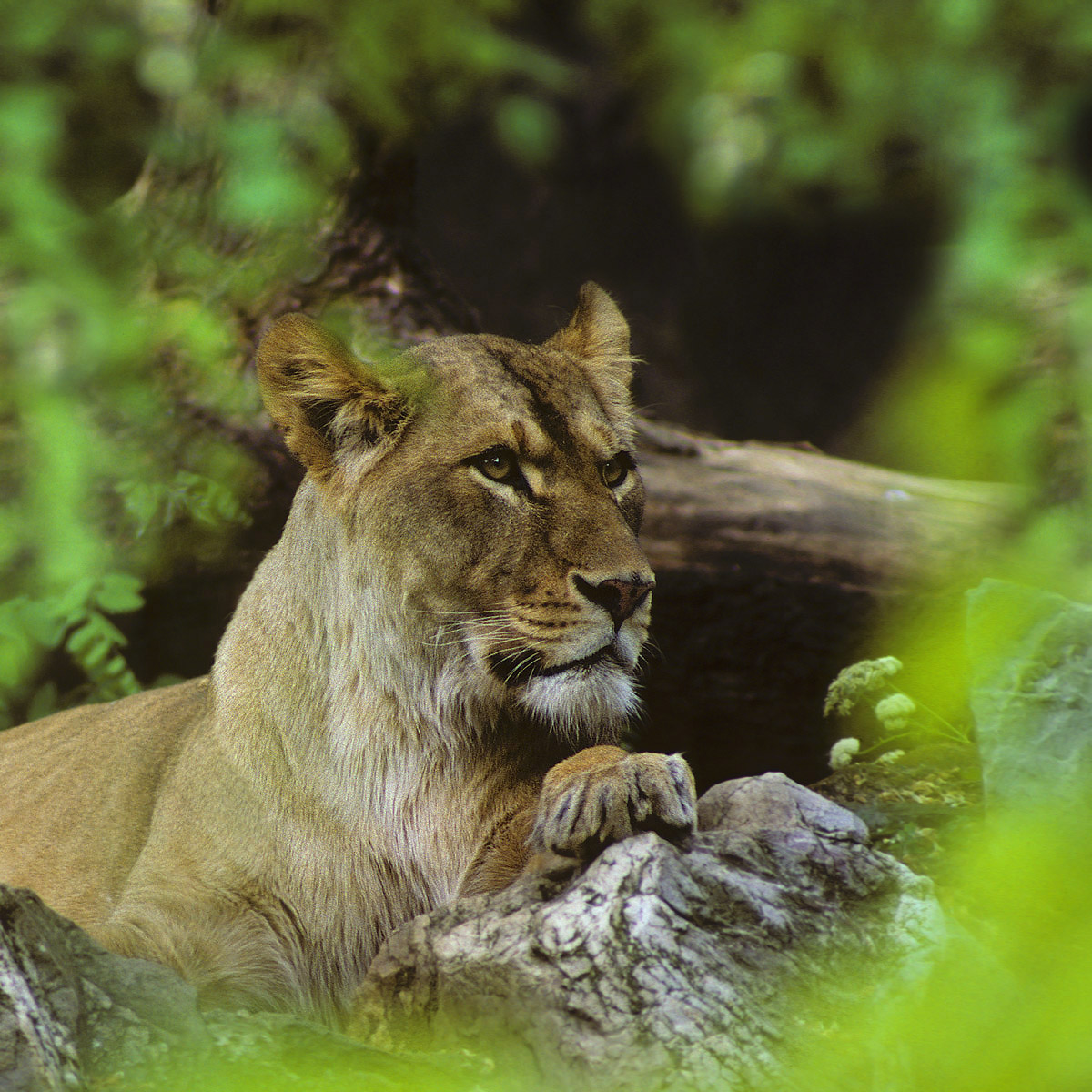 Barbary Lioness