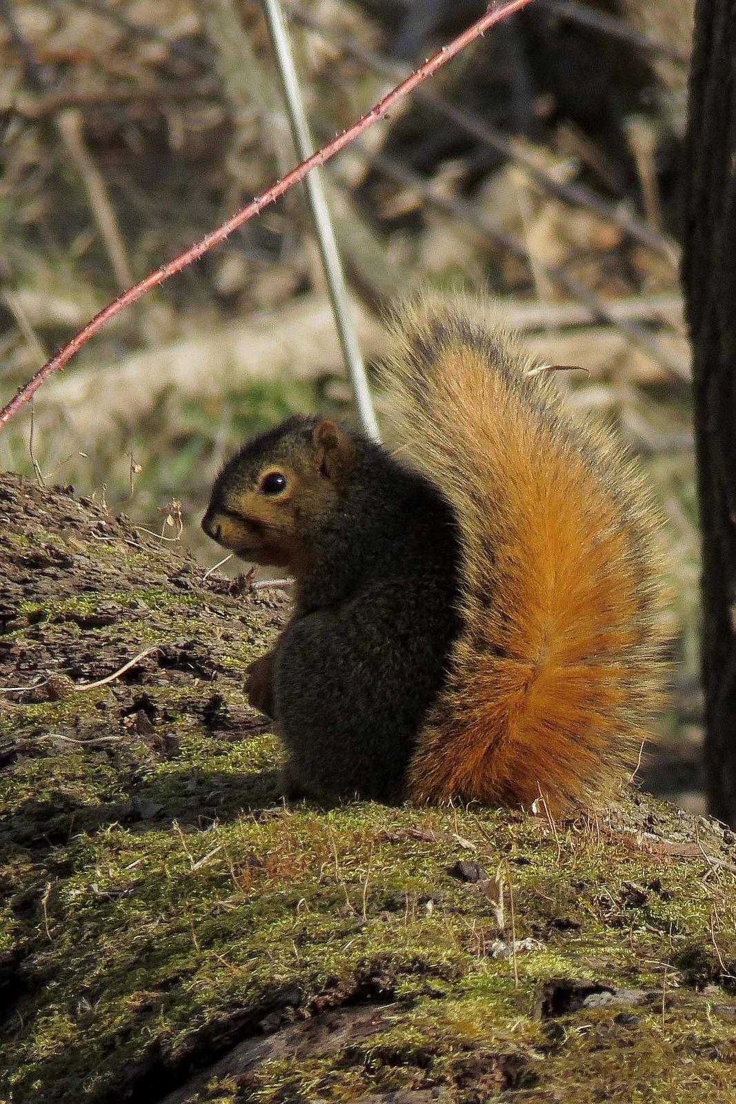 Fox squirrel 2