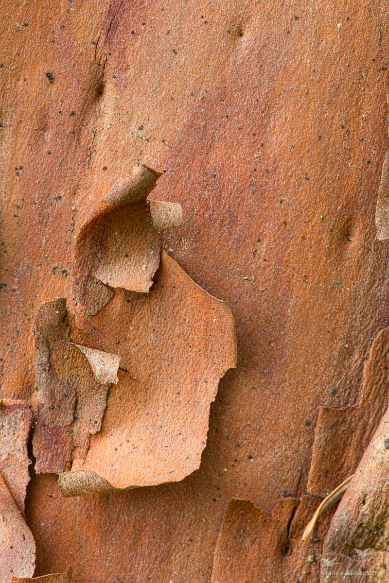 Pacific Madrone
