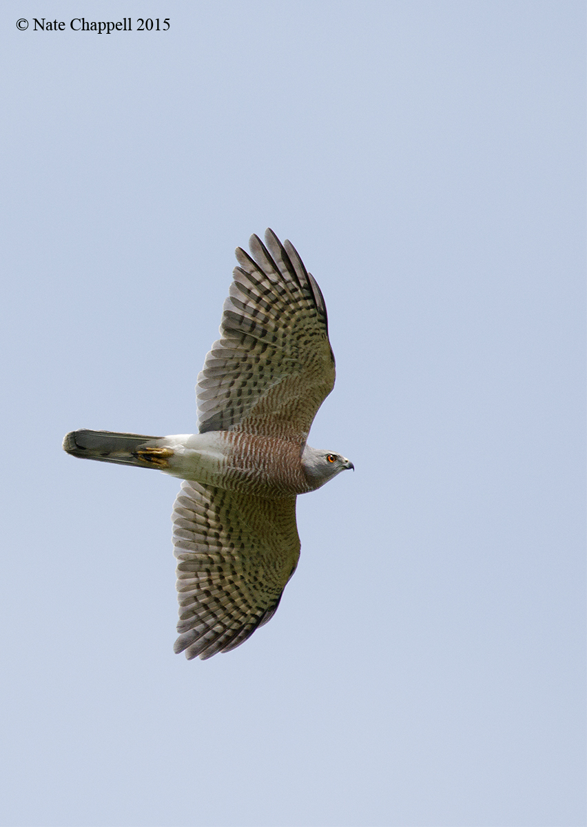 Shikra