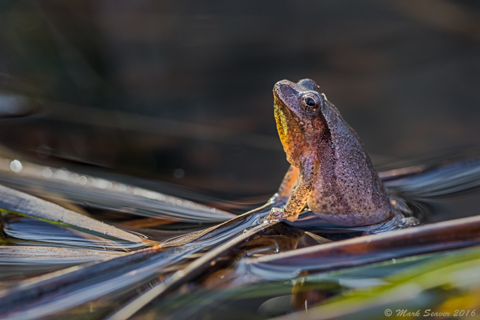 Frog a Courtin