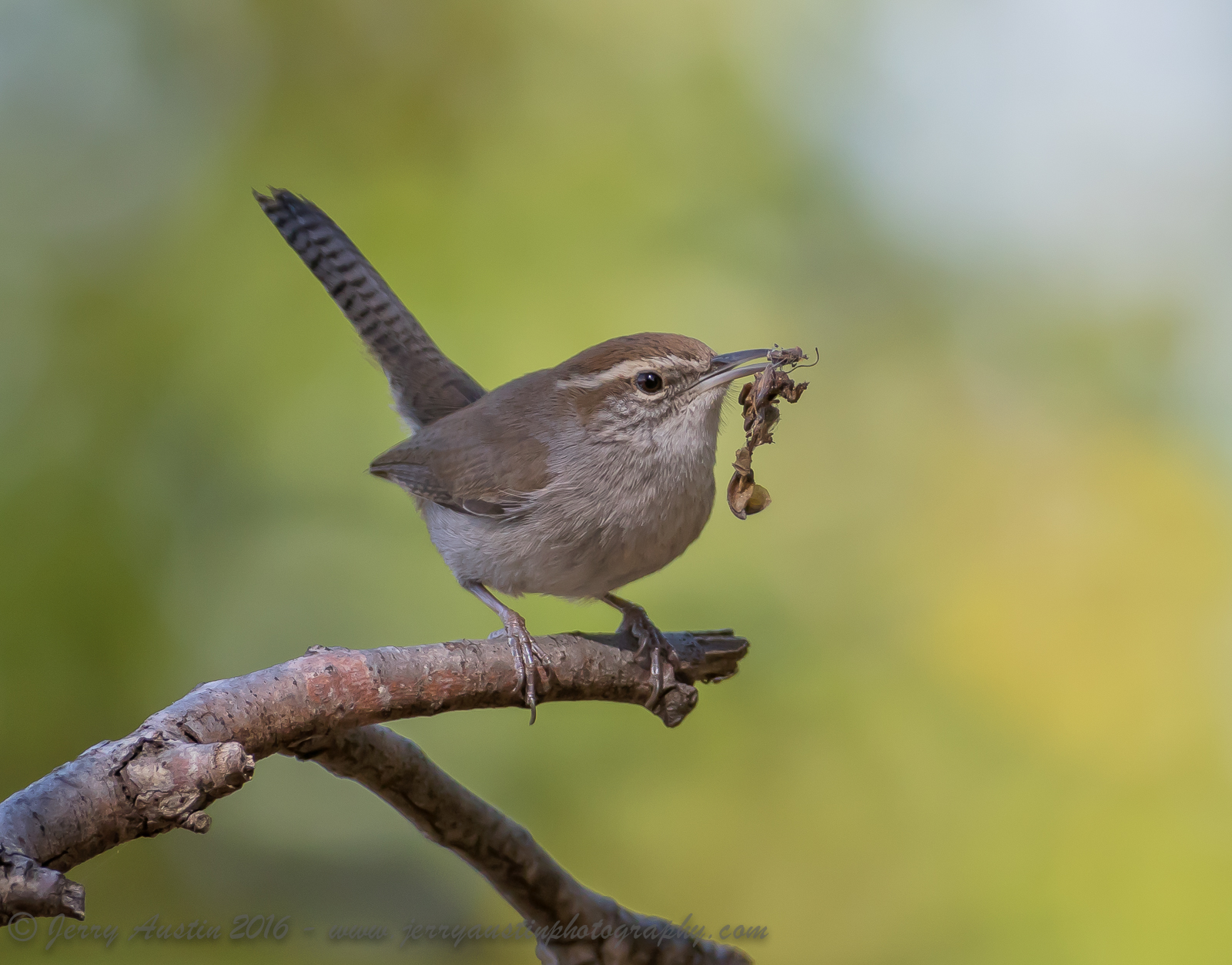 Texas Wren