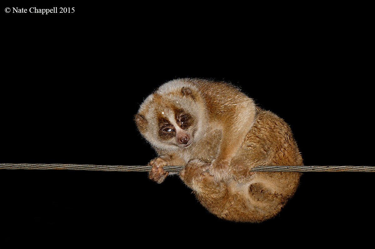 Slow Loris