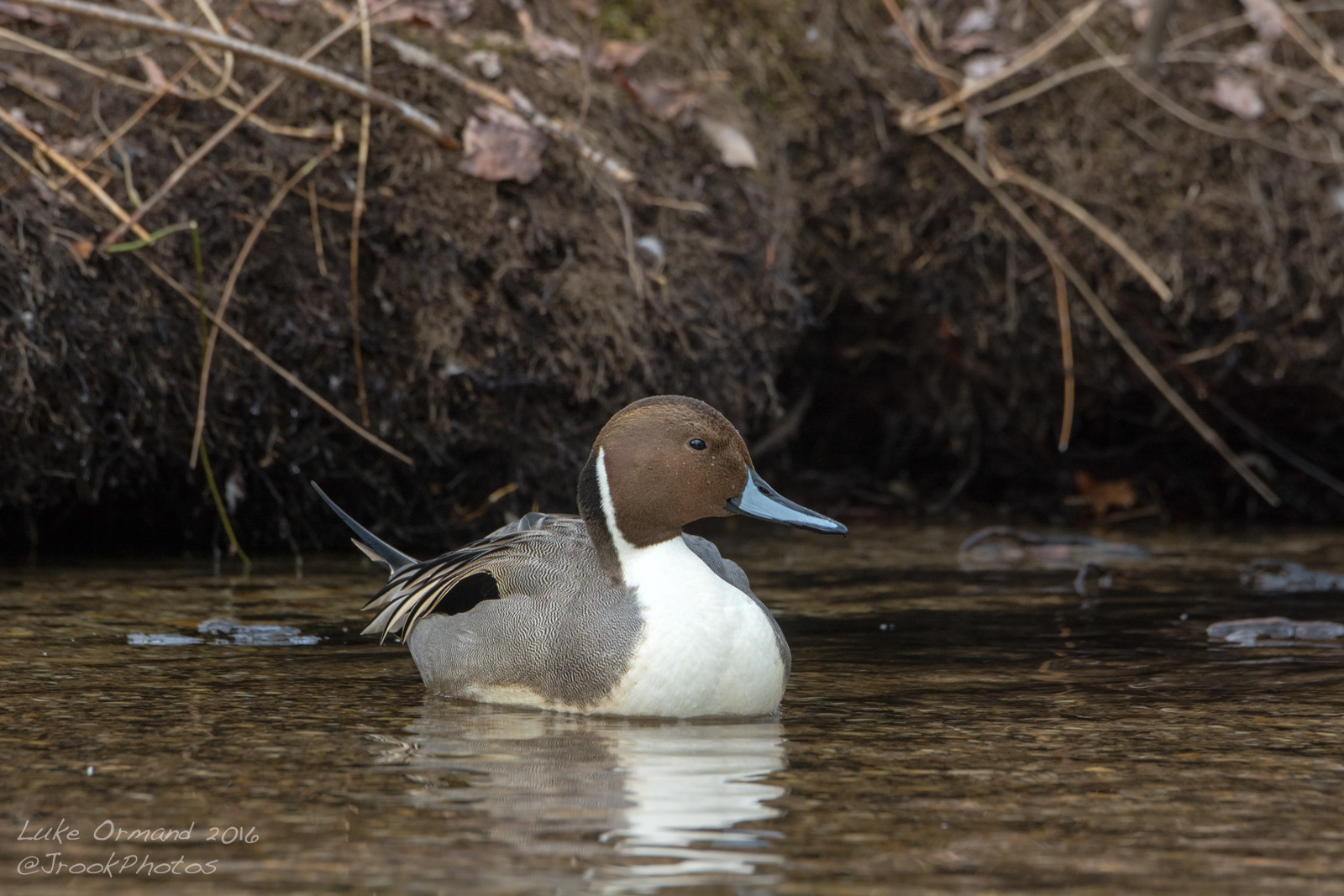 Pintail