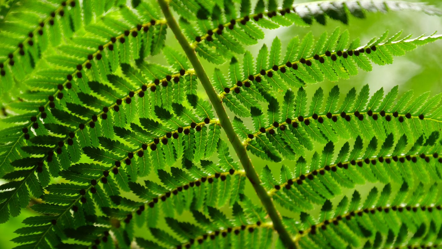 Fern spores