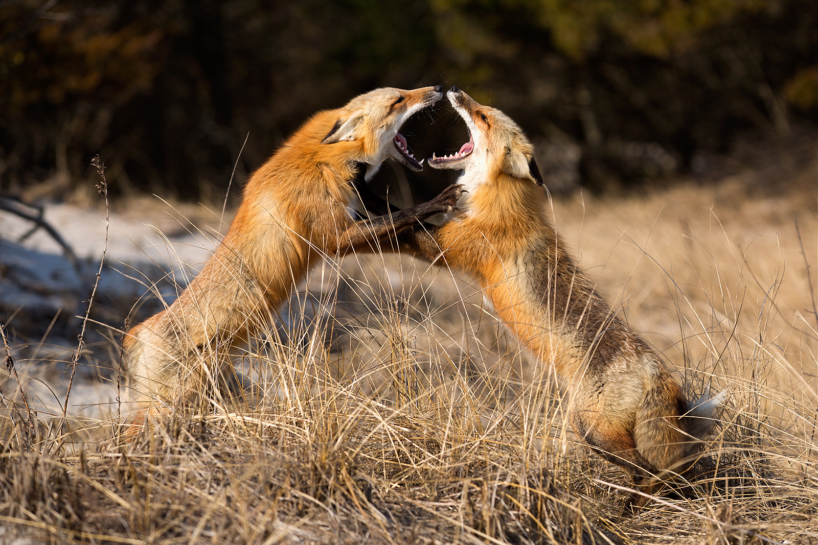 Fox Fight