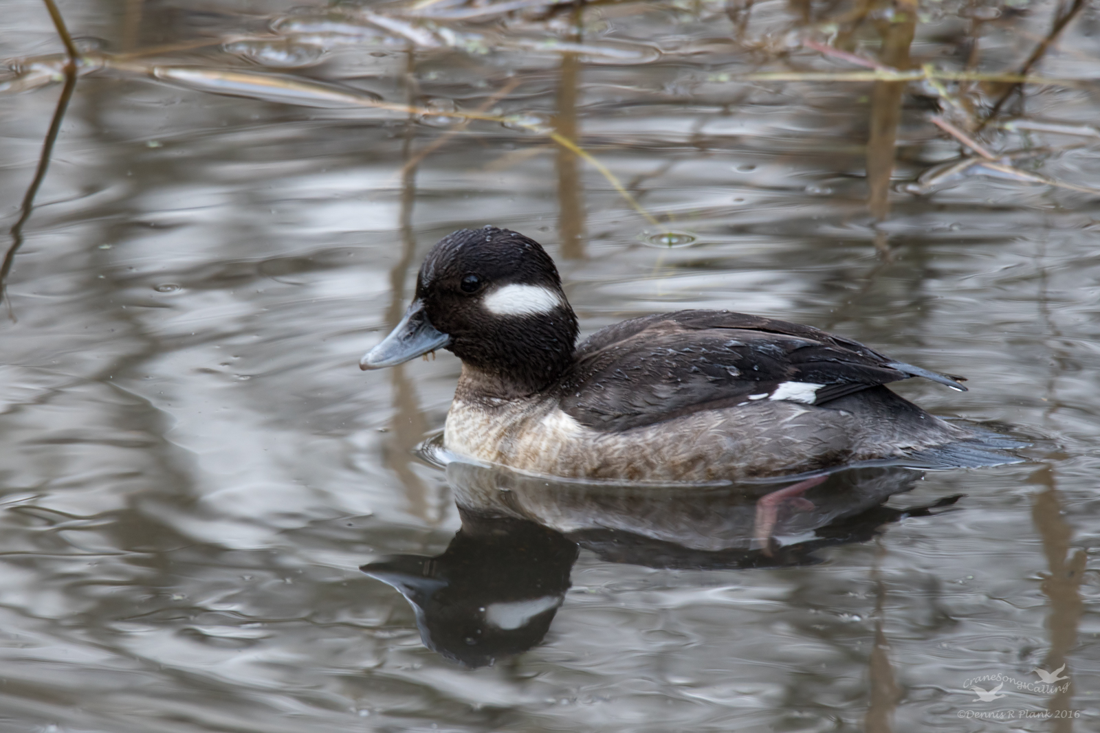 Bufflehead & Repost