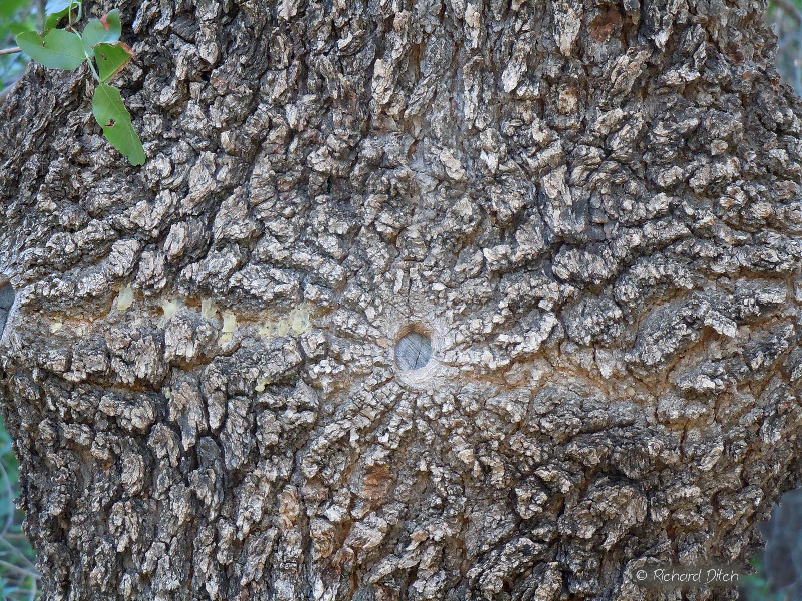 Just for Fun - Bark