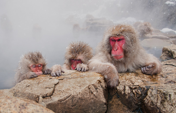 Monkey sulk