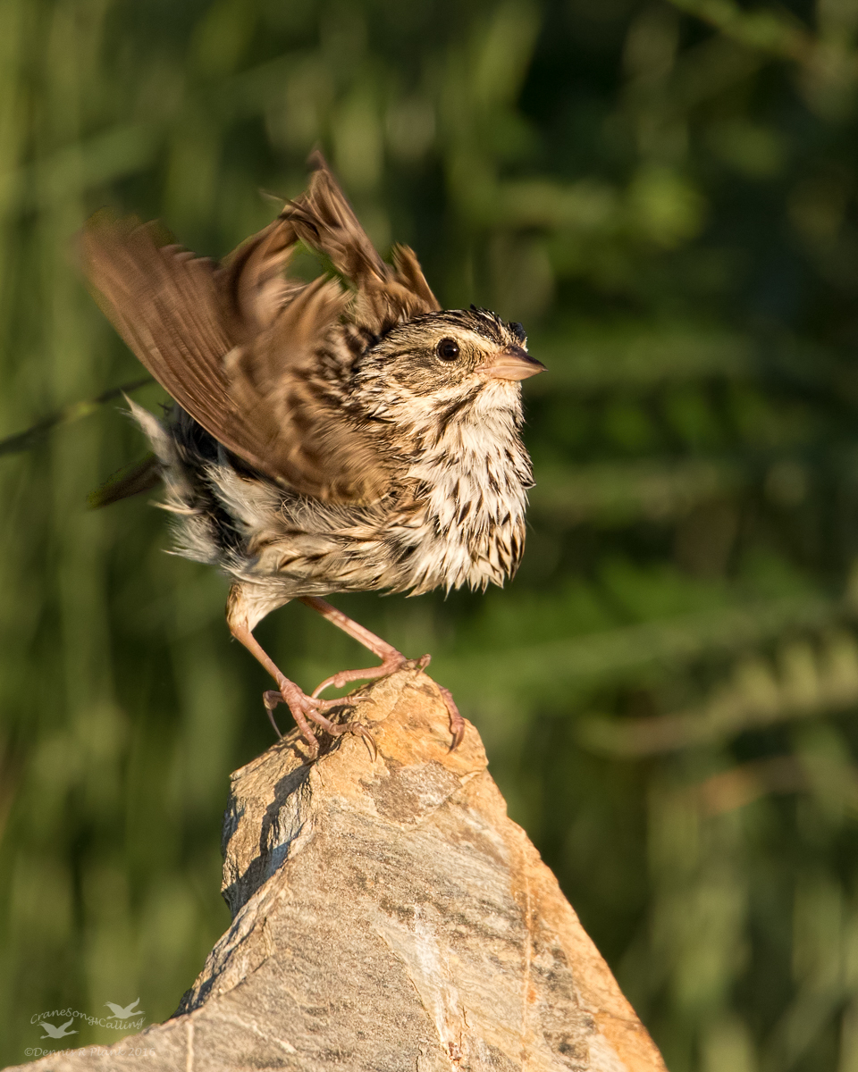 Savannah Sparrow