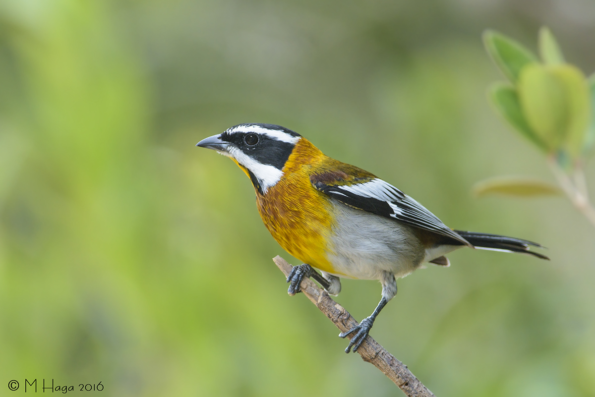 Western Spindalis