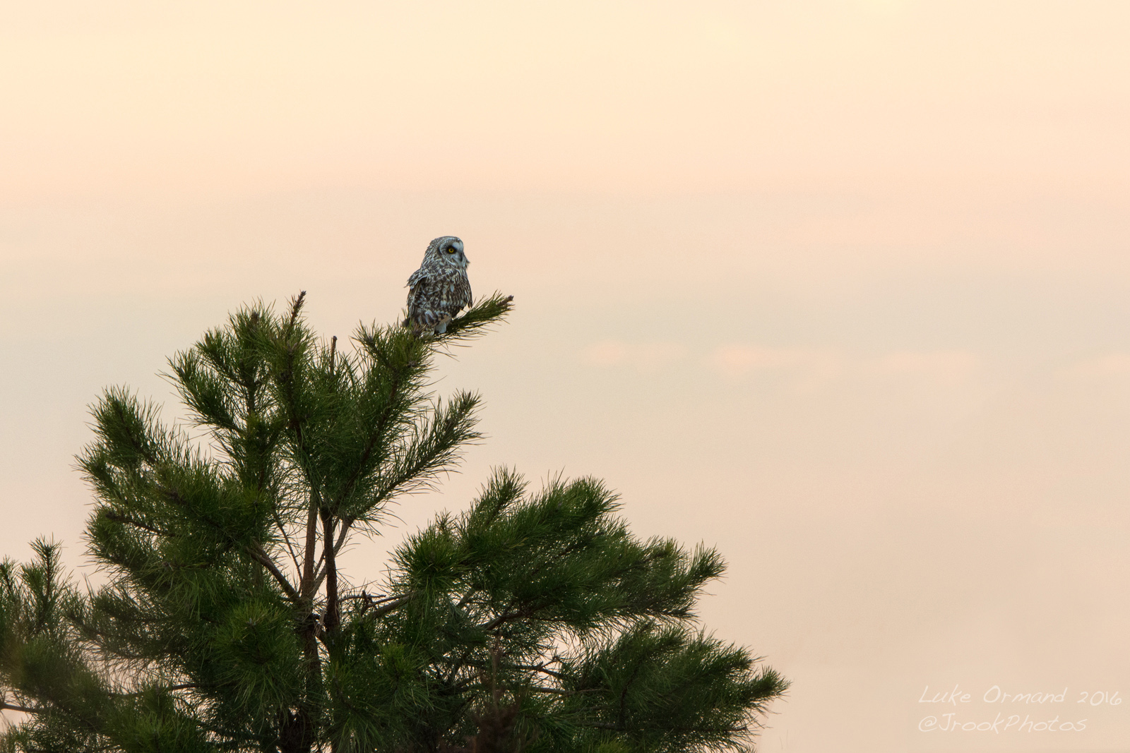 Sunset Owl