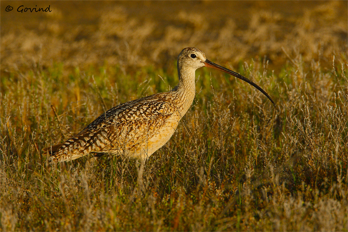 Long-billed curlew + repost