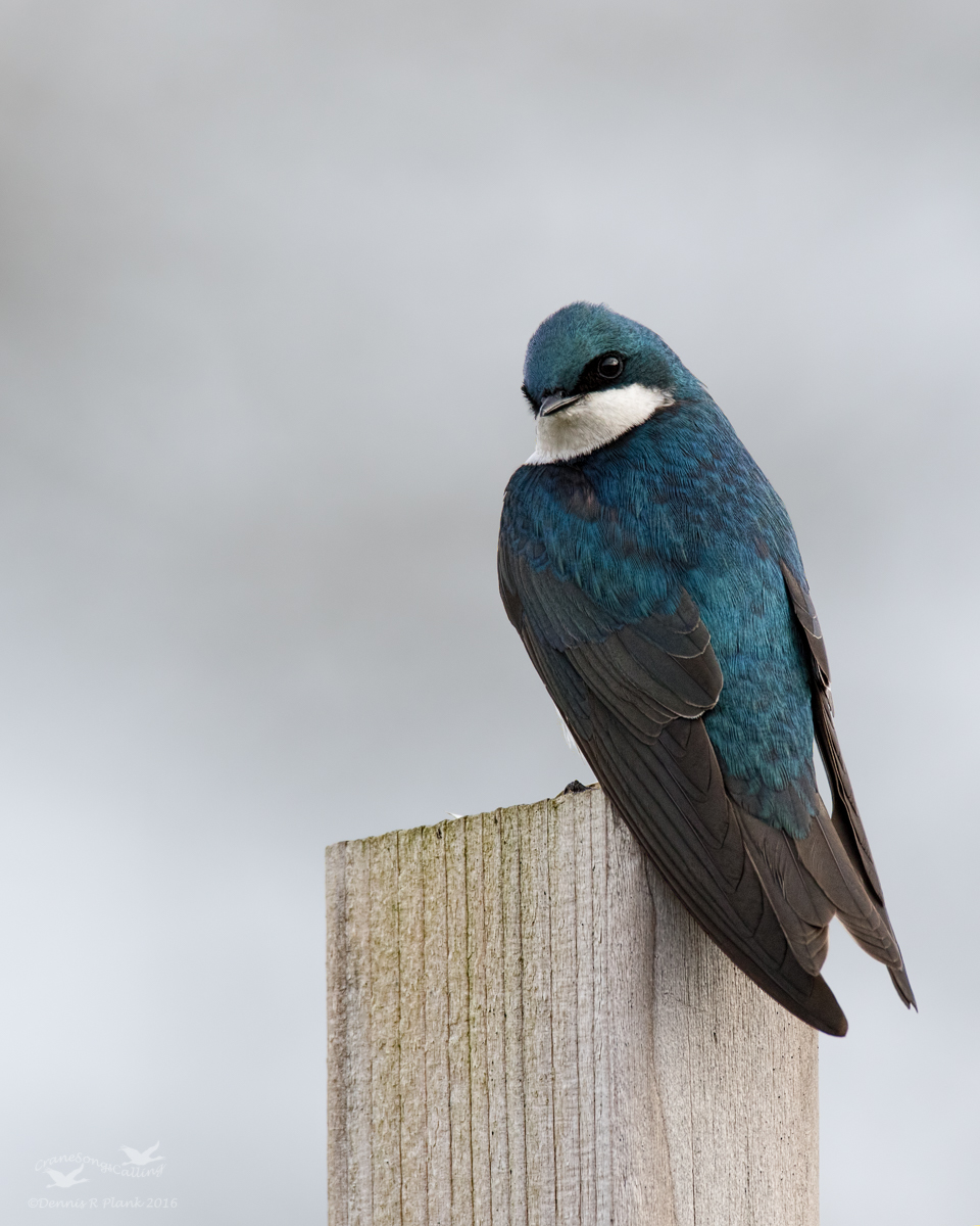 Tree Swallow