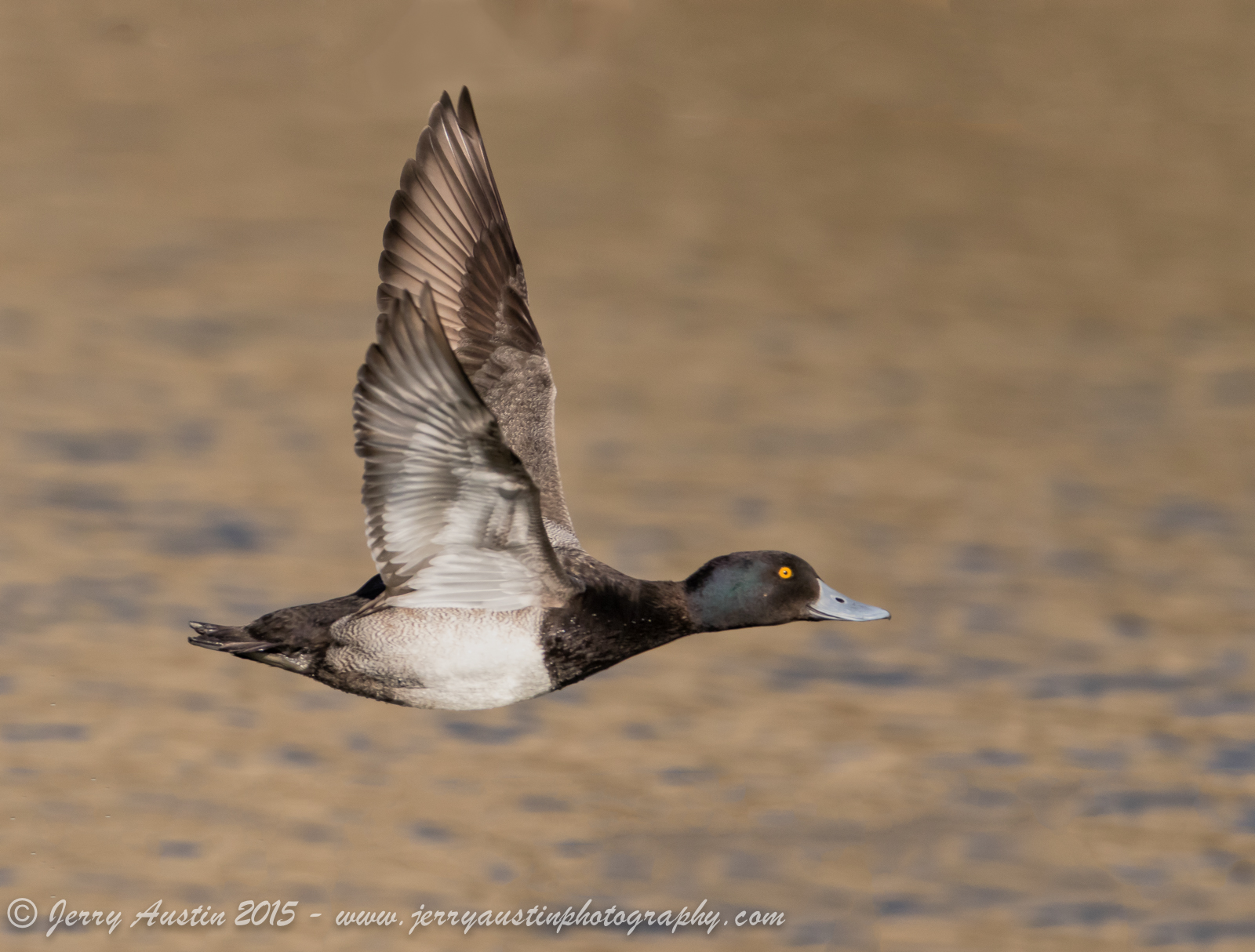 Lesser Scaup