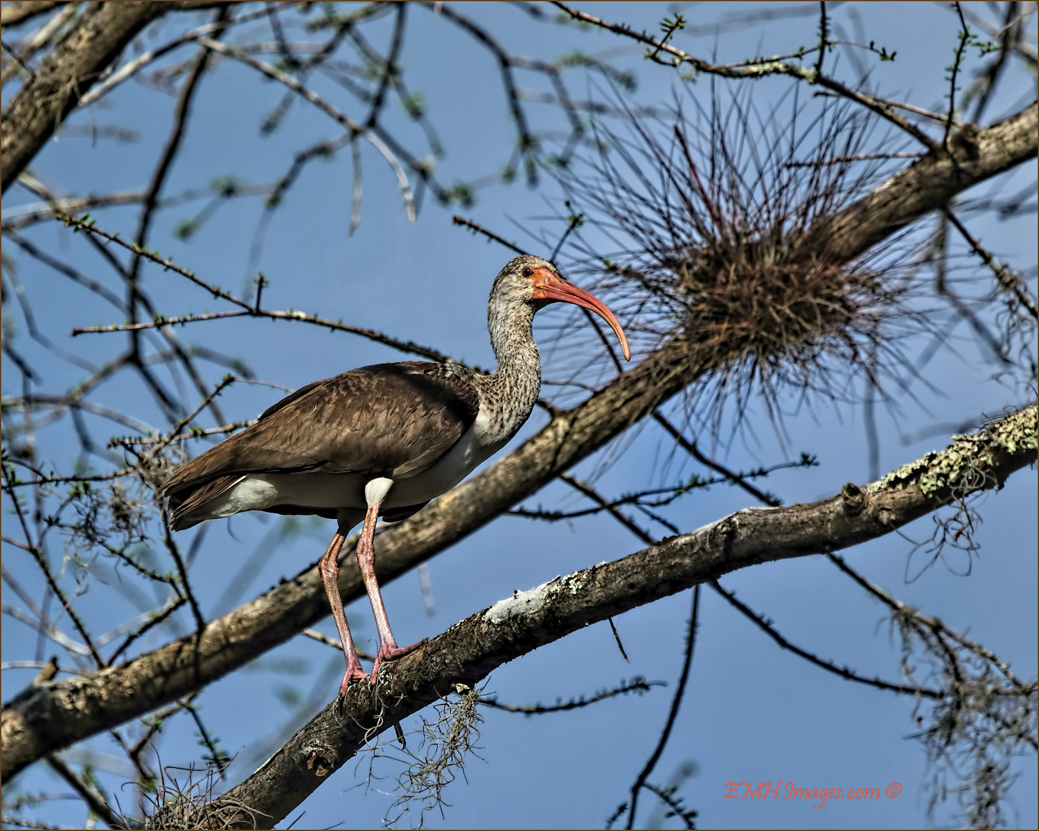 Immature White Ibis 