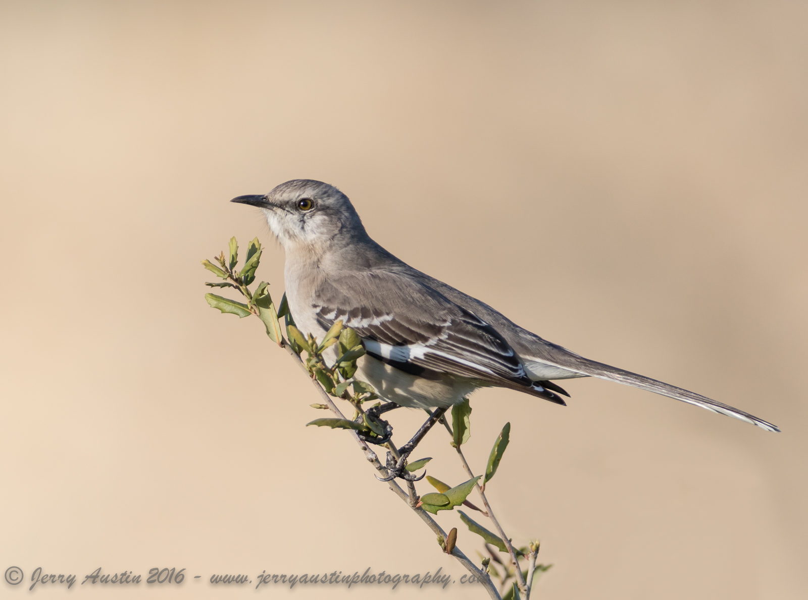 Texas State Bird