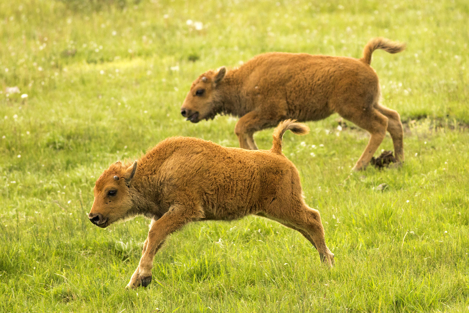 Happy Calves