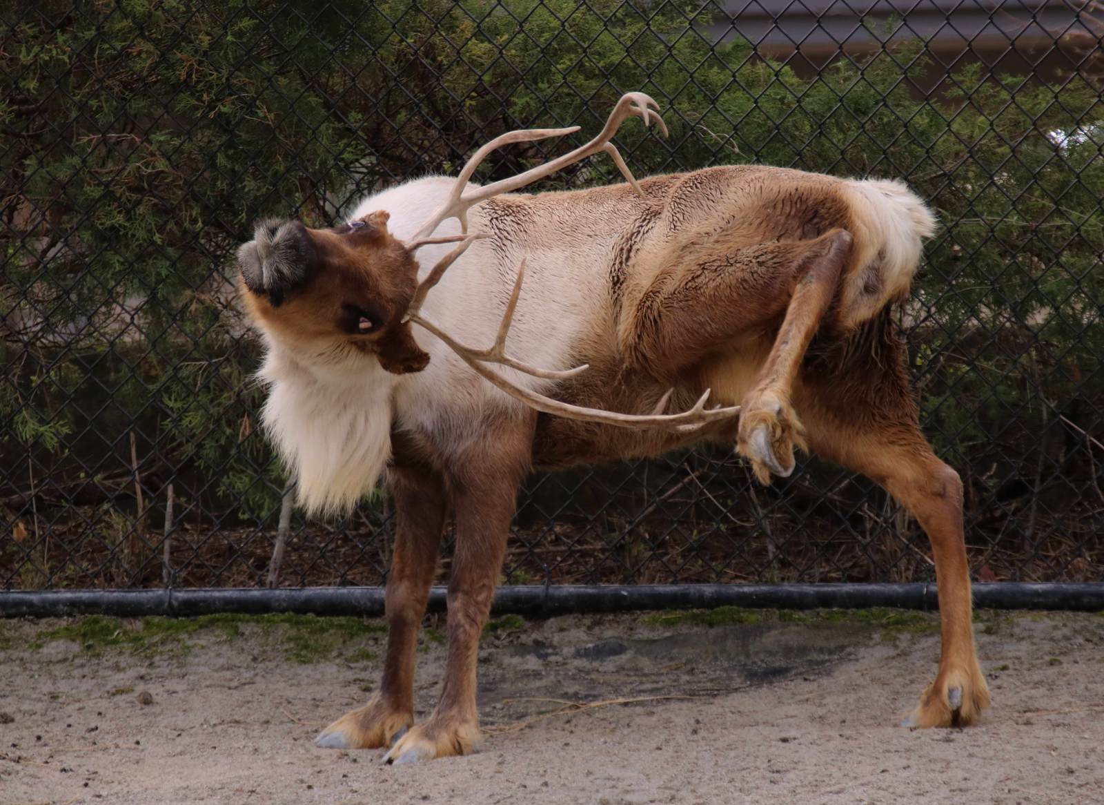 Scratch an itch