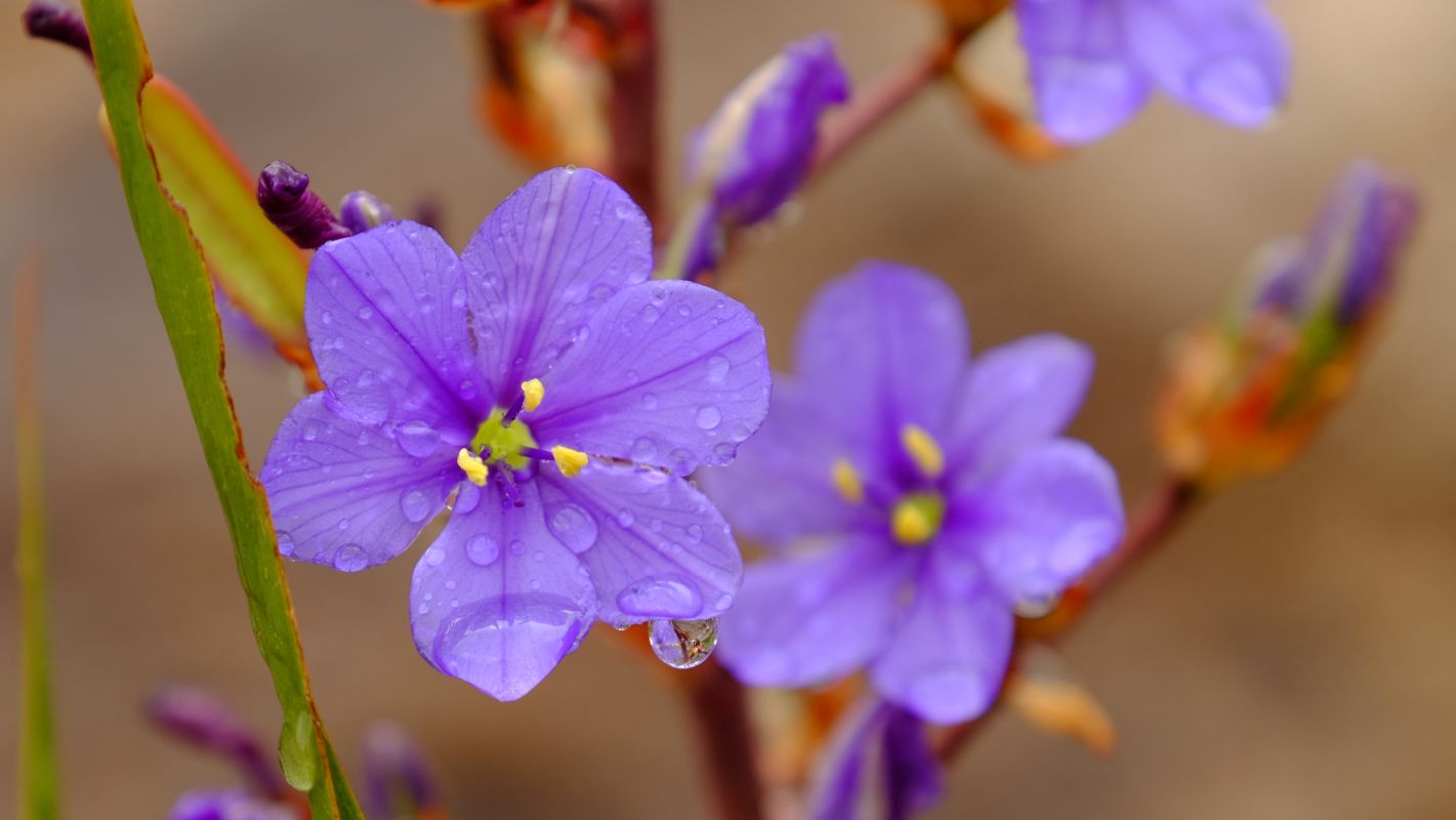 Purple rain