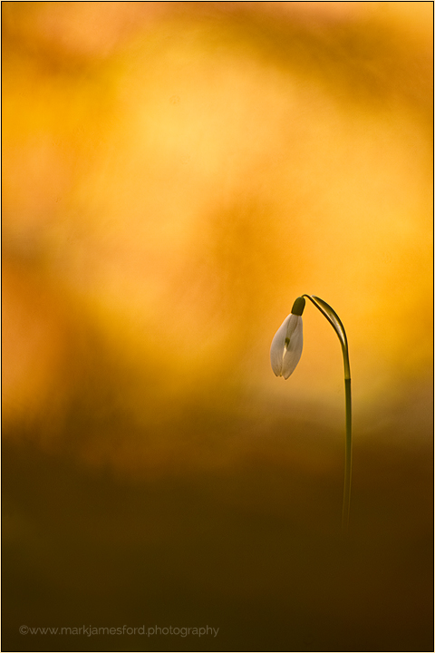 Alone In The Light ...