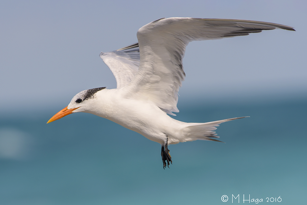 Royal Tern + repost