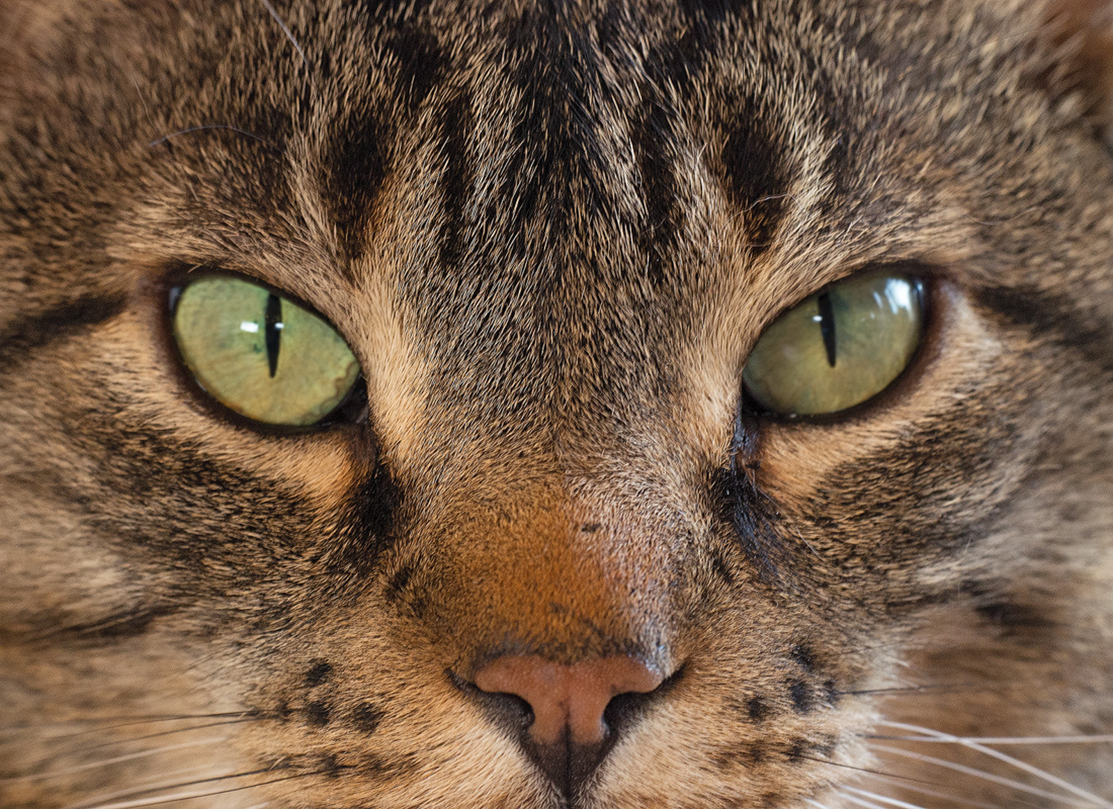 Tippy the Cat