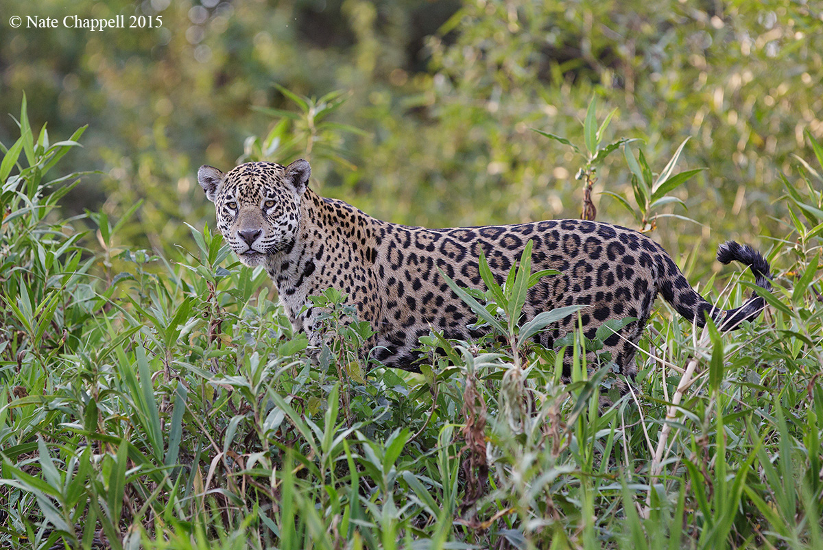 Jaguar