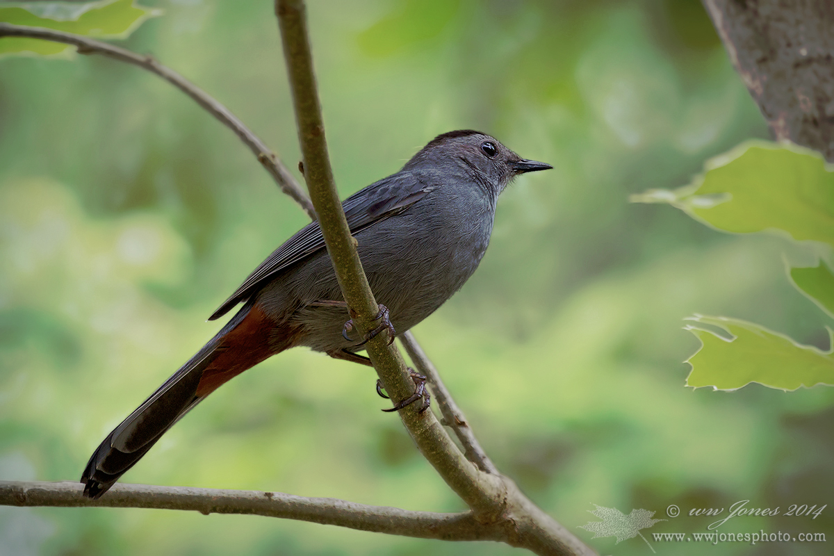 Gray Catbird -See REPOST