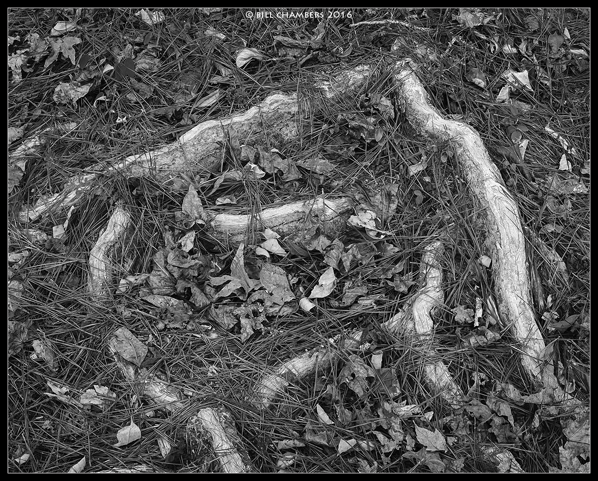 Roots