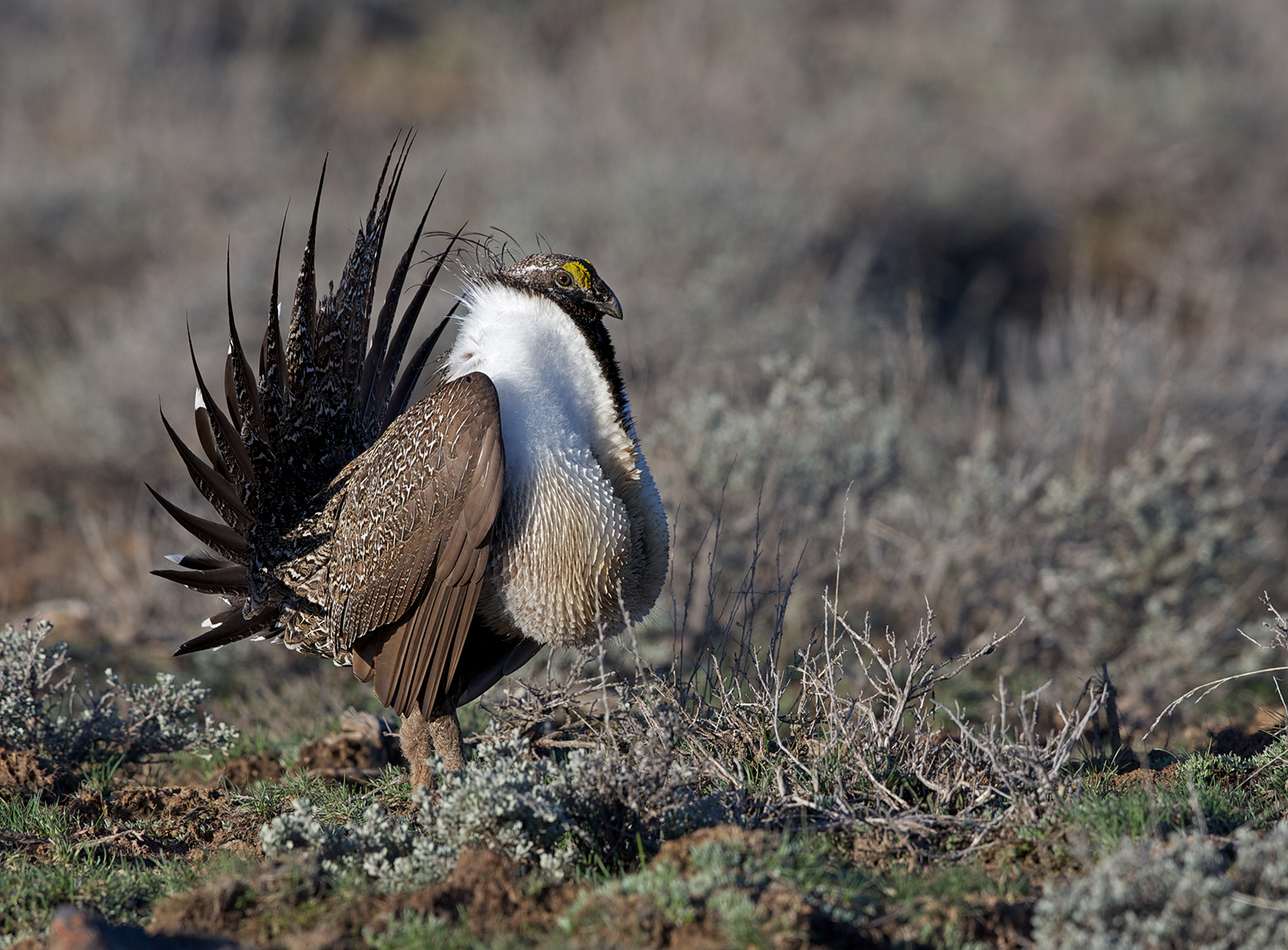 Sage Grouse Display