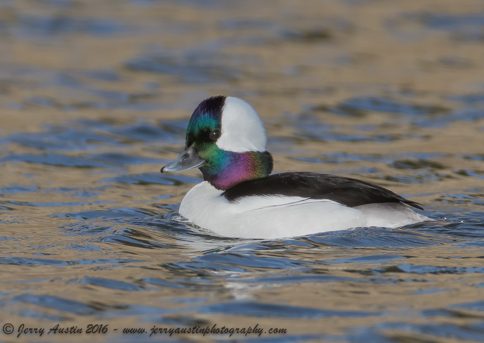 Another Texas Bufflehead