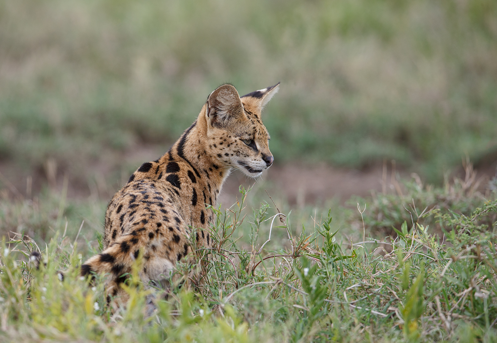 Serval