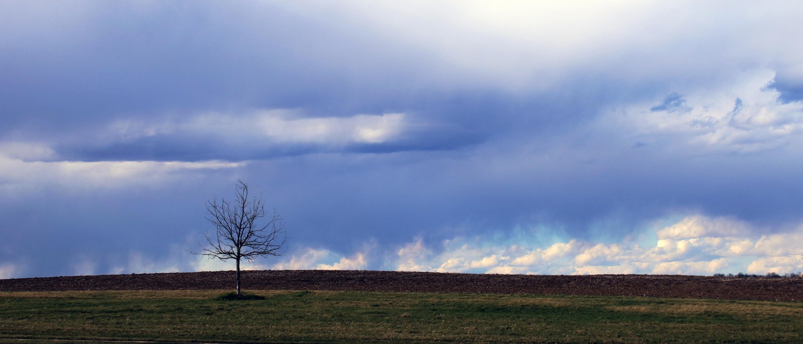 Lone tree and field