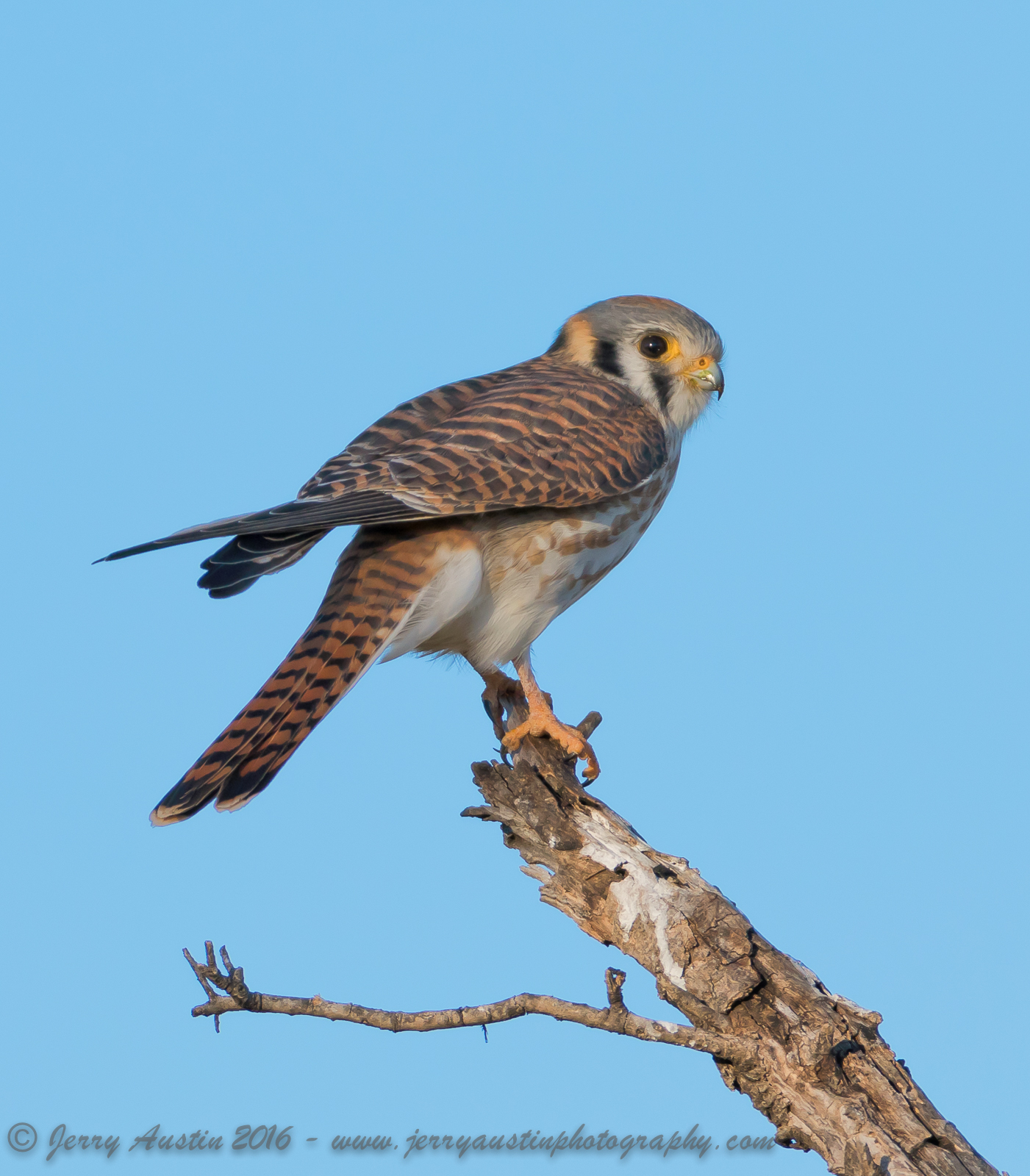 Texas kestrel 5