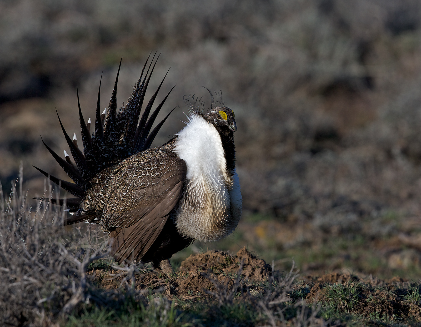 Greater Sage-Grouse II