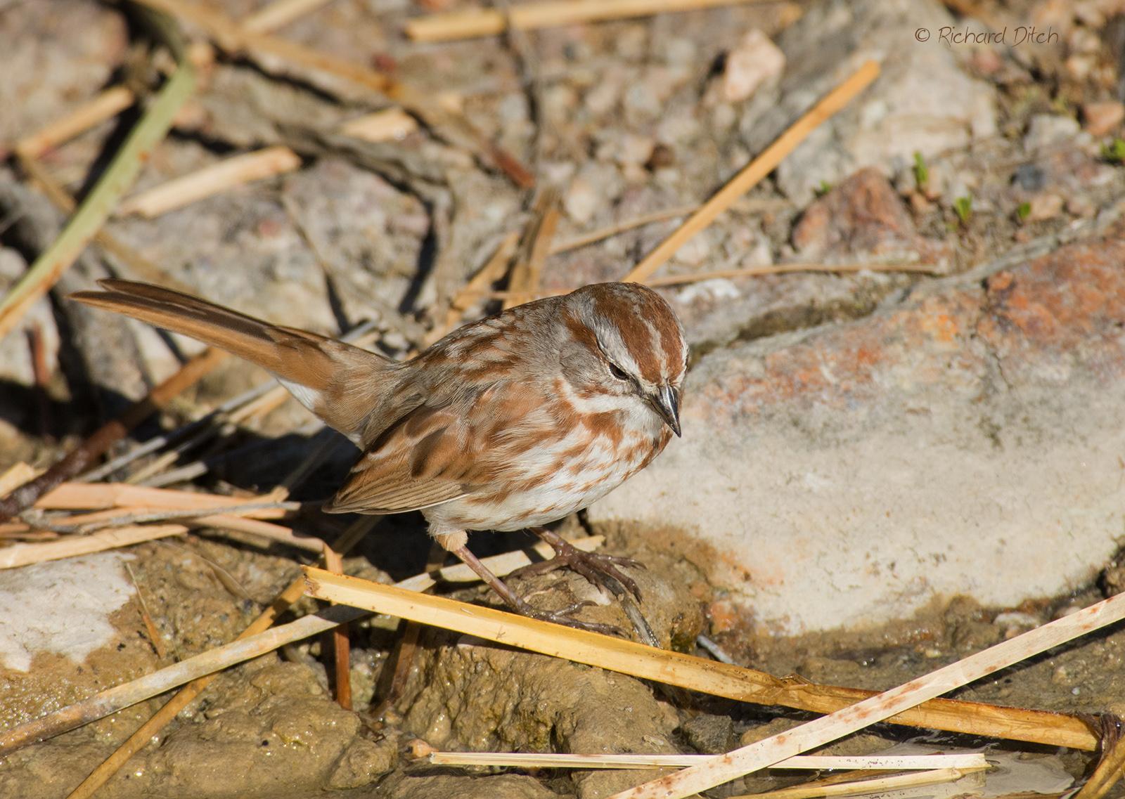 Song Sparrow
