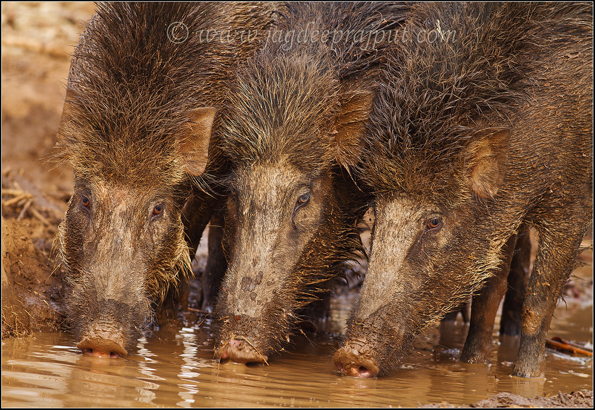 Wild Boars
