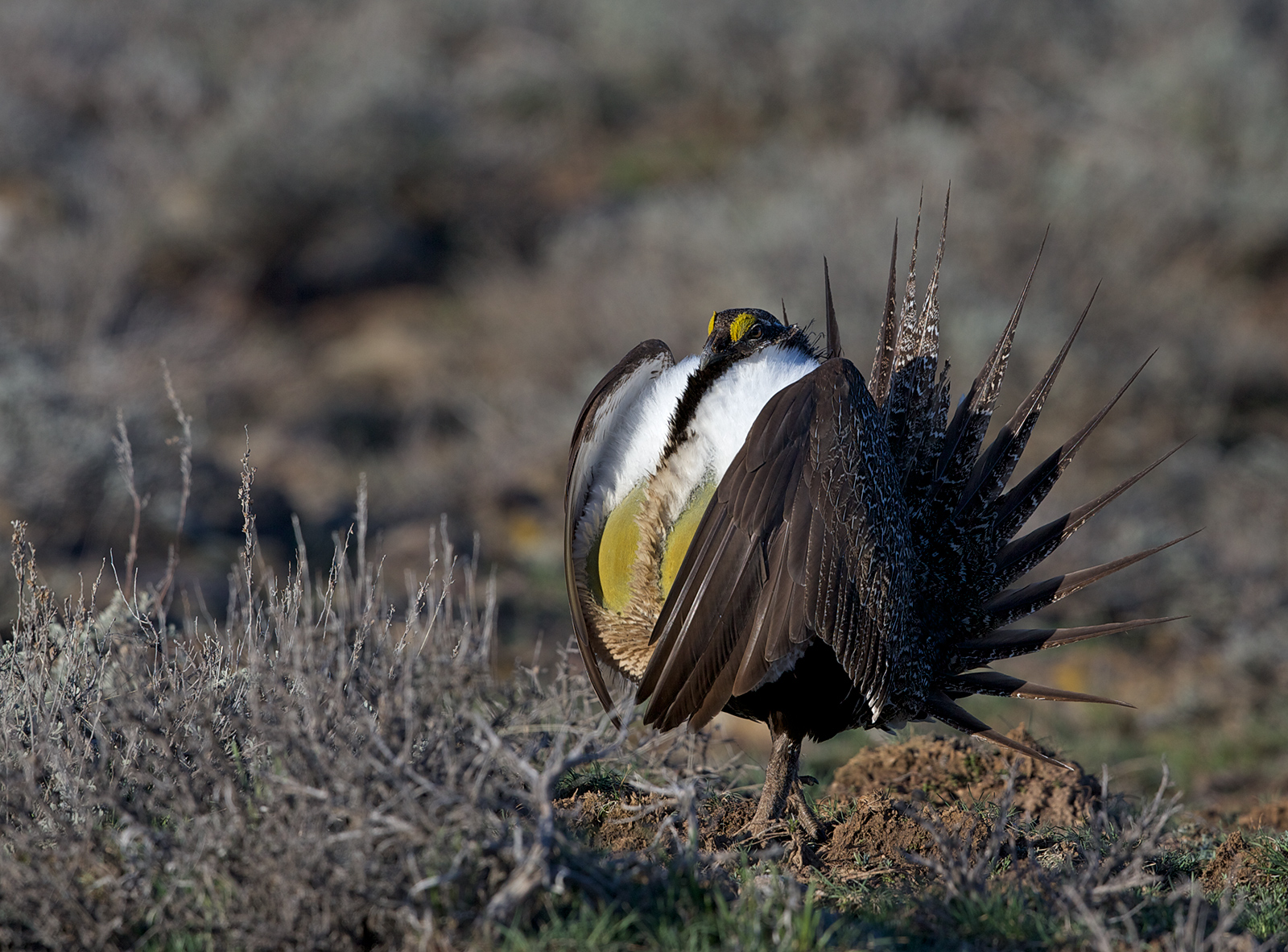 Greater Sage-Grouse III