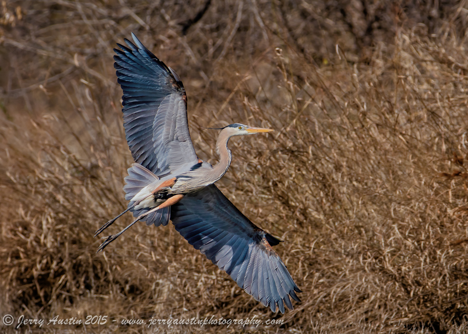 Texas Great Blue