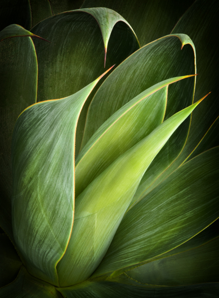 Agave 2